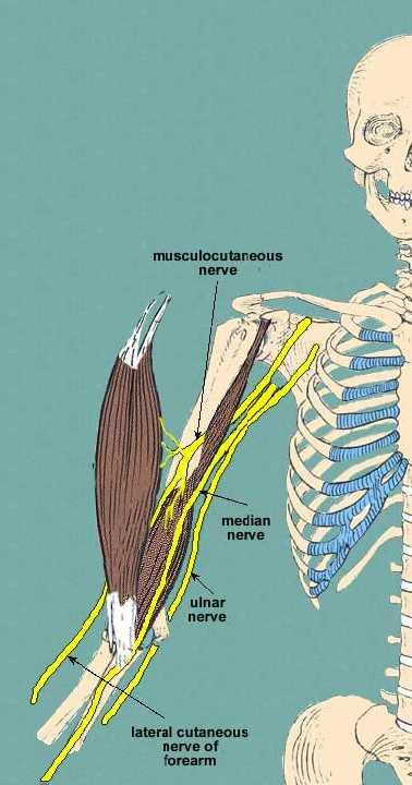 Fasciculus lateralis ten çıkanlar N. musculocutaneus (Casserio siniri)) Kolun ön bölgesindeki kasları (m. biceps brachii, m. brachialis ve m. coracobrachialis) uyarır. Seyri sırasında m.