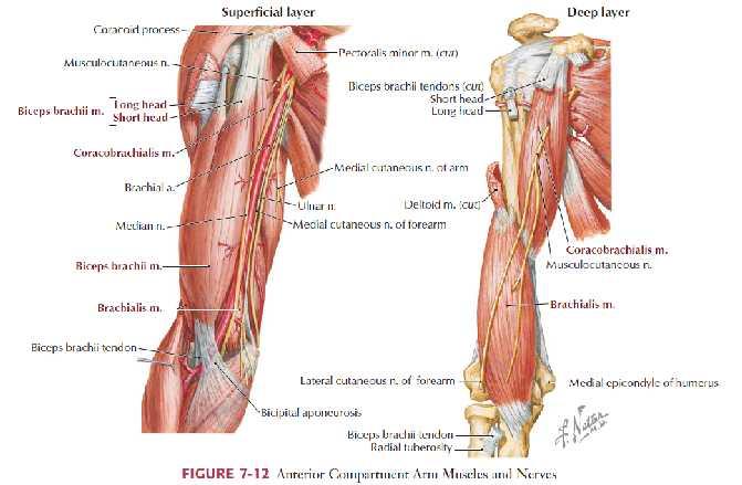 Fasciculus medialis ten çıkanlar N.