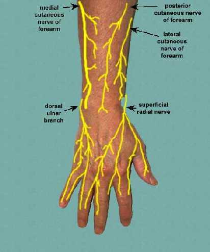 Fasciculus medialis ten çıkanlar N.