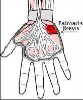 Fasciculus medialis ten çıkanlar N. ulnaris R. profundus, eldeki bazı kasları uyarır. R. superficialis ise m.