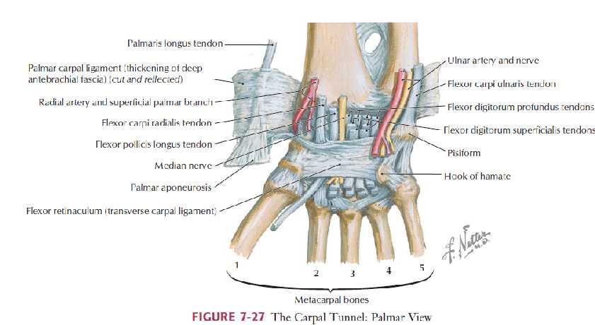 N. medianus, fleksör retinakulum altından geçerek karpal tünele gelir.