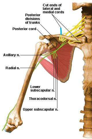 Fasciculus posterior dan çıkan dallar C5-T1