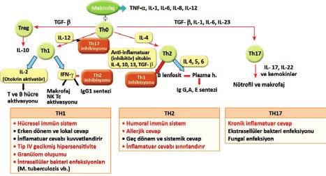 Temel Bilimler / T 41-8 72 C T. pedis (atlet ayağı): Erişkinde en sık ratlanan mantar enfeksiyonudur. En sık etkenler T. rubrum (antropofilik) ve T. mentagrophytes (zoofilik) tir. T. rubrum tüm dünyada en sık rastlanan dermatofitoz etkenidir.