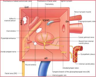 Temel Bilimler / T 41-8 10. Aşağıdakilerden hangisi orta kulak arka duvarında yer alır?