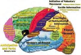 İnsan Beyninin Anatomisi Neokorteks, herbiri değişik fonksiyonlara sahip temporal, frontal, paryetal ve oksipital loblardan oluşur Oksipital lob, primer görme korteksini