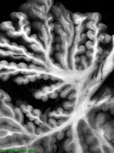 liflerinden oluşur (gri madde) Neokorteks