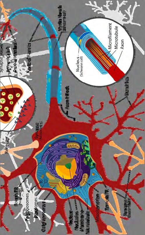 İnsan Beyninin Anatomisi : Nöron Nöronlar: çap 4