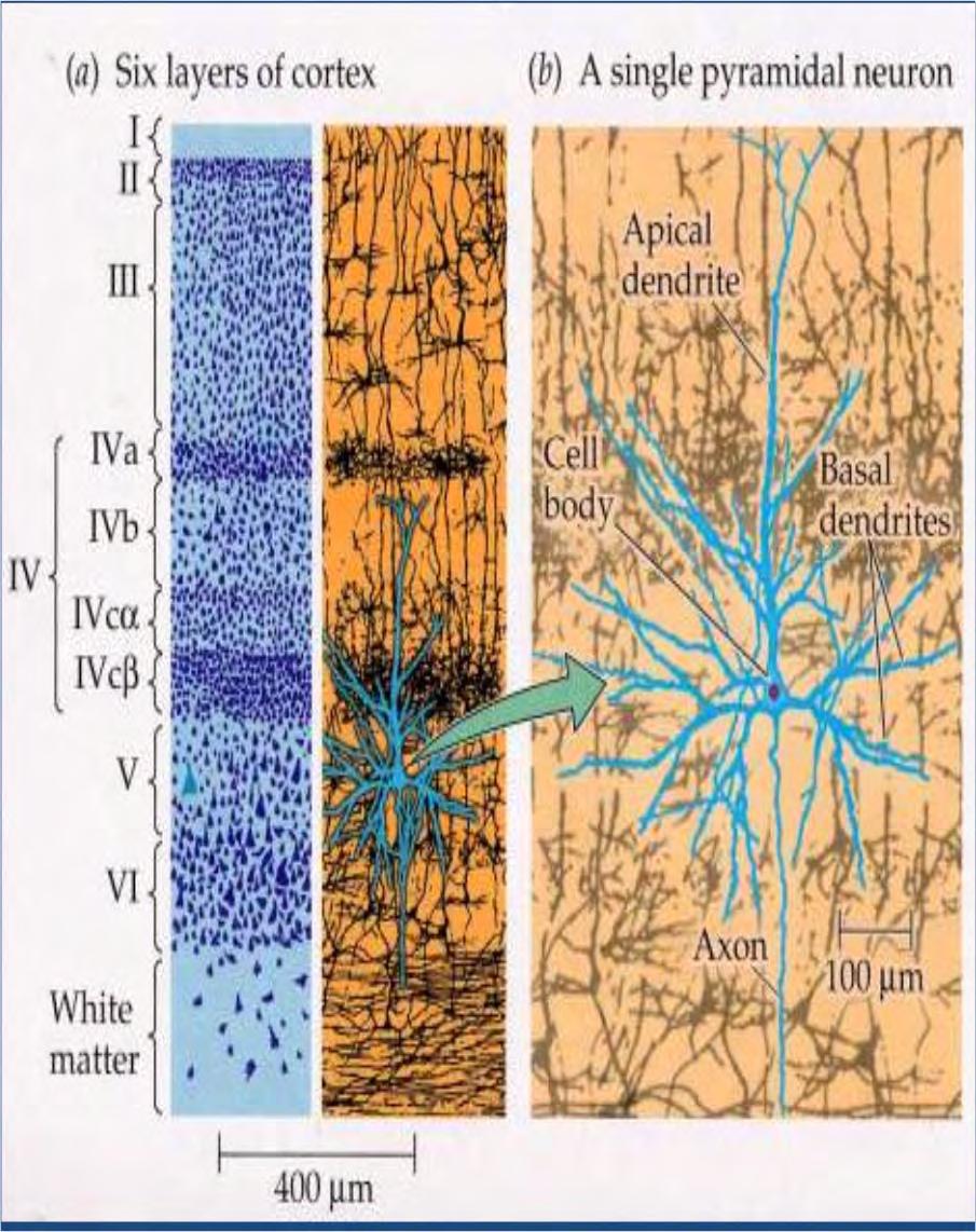 Nöronlar ve Neokorteks Neokorteks temelde iki tip nörondan oluşur: uyarıcı özellikteki piramidal nöronlar (%80) ve inhibe edici aranöronlar (%20) Neokorteks 6 tabakadan oluşsa da istisnai sahalar da