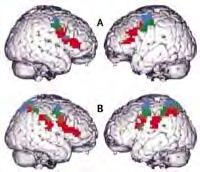 mechanism for the perception/action coupling may be important for understanding the actions of other, and for learning new skills by imitation Mirror neurons are the neural basis of the