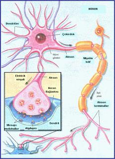 akson nörotransmiter denilen kimyasallar üretir Sinapstan geçen kimyasallar diğer nöronunda nörotransmitter üretmesini tetikler:
