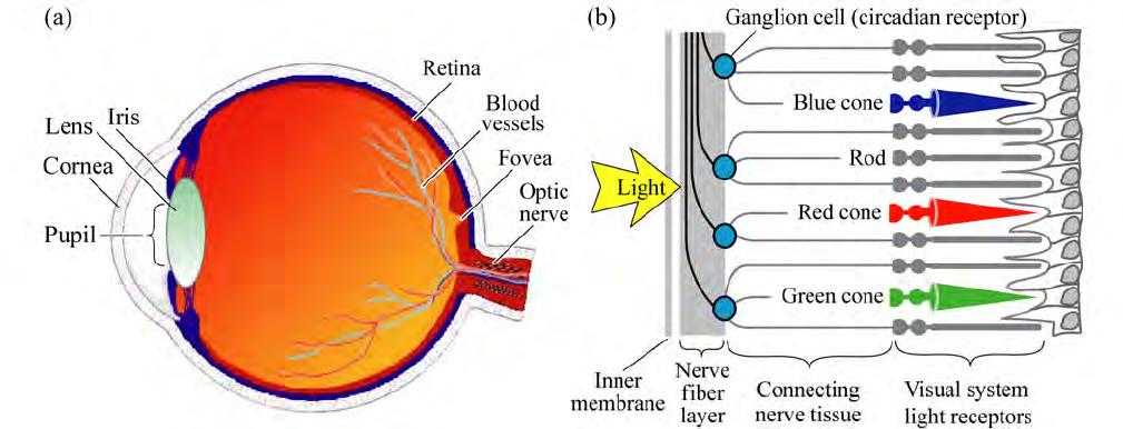 Eye and Vision The rods, some 120 million are more sensitive than the cones but not to color The 6 to 7 million cones provide the eye's color sensitivity: three different types of cones for color