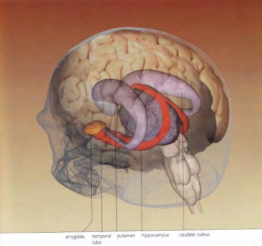 Memories Long-term memory (LTM) is memory in which associations among items are