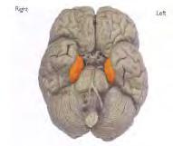 remain in intermediateterm memory for 5 to 8 hours, and in longterm memory