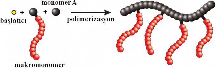 Şekil 2.3: grafting-through metodu ile aşı kopolimer sentezinin gösterimi 2.5.2.3 Grafting onto metodu Zincire aşılama metodunda iskelet ve kollar polimerizasyon yöntemleri ile ayrı ayrı hazırlanır.