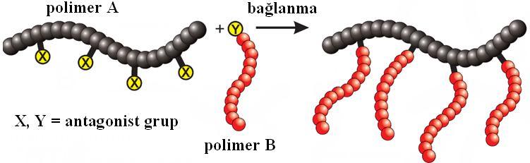 Uygun deneysel koşullar altında iskelet ve yaşayan dallanmalar bağlanma reaksiyonu ile aşı kopolimerlerin oluşumu sağlanır (Şekil 2.4). Şekil 2.