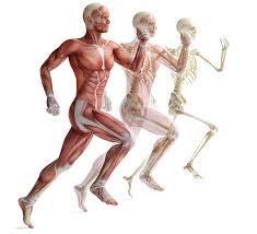 4-Koruyucu/önleyici antrenman Spor yaralanmalarının önlenmesi veya başarılı bir rehabilitasyon için kas-iskelet sistemi antrenmanı oldukça önemlidir.