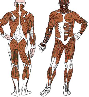 1. Spor sakatlıklarında kişisel nedenler a-) Yaş ve cinsiyet 12-15 yaş ergenlik dönemi: Boy -ağırlık- kas gücü -çeviklik koordinasyon yeterince kontrollü değildir.