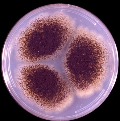 2.2. Deneylerde Kullanılan Mikroorganizma Kültürü ve Gelişme Ortamı Biyoliç deneylerinde Aspergillus niger mantarı (küfü) kullanılmıştır (Şekil 2).