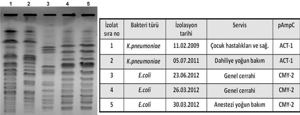 pneumoniae izolatına ait 81 kb lık plazmid; Hat 3: CMY- 2 pozitif E.coli izolatına ait 9.0 kb lık plazmid; Hat 4: ACT-1 pozitif diğer K.pneumoniae izolatına ait 81 kb lık plazmid; Hat 5-7: K.