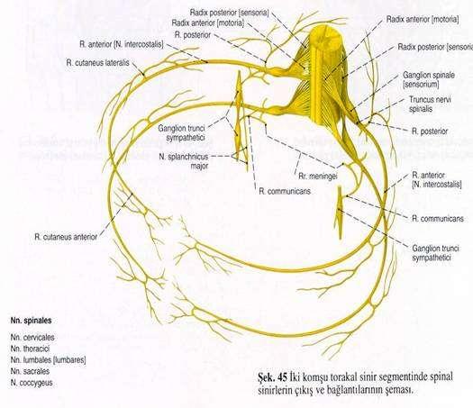 Lateral cutaneous dal: Lateral torasik duvarı deler, üzerinde uzandığı