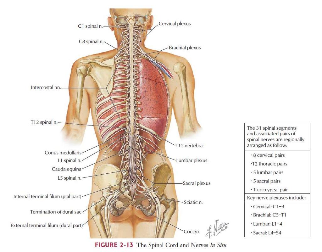 N. intercostalis İlk 2 interkostal sinir: toraks duvarı