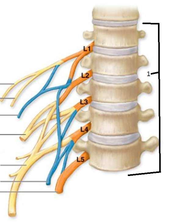 Ön dallar mavi, arka dallar sarı ile gösterilmiştir L1 in ön-arka dalı yoktur. n. iliohypogastricus (L1) n.