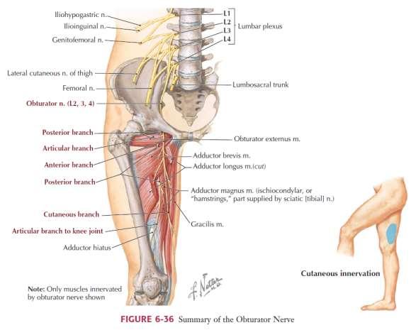 N. obturatorius Motor innervasyon m. pectineus m. obturatorius externus m. adductor longus m.