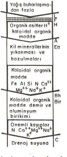 Podzolizasyon İklimin serin bulunması çam ve ladin gibi ağaçlardan dökülen yaprakların ayrışmasını yavaşlatır.