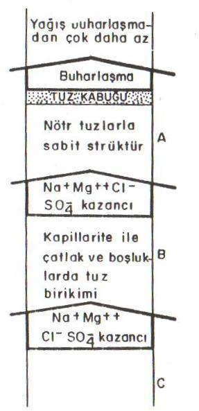 Salinizasyon Hemen hemen bütün topraklar değişik miktarlarda suda eriyebilen tuzları içerirler.