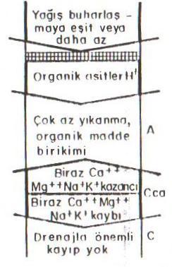 Kalsifikasyon (kireçleşme) Tanım: İklim, bitki örtüsü, toprak ve topografya koşullarına bağlı olarak toprak profilinin farklı derinliklerinde özellikle kirecin (CaCO3) in