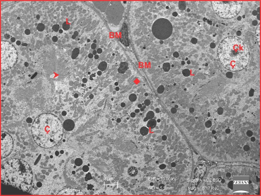 74 Resim 4.3. Kontrol grubunda geçirgen elekton mikroskop ile yapılan değerlendirmede, büyük büyültmeli resimde normal ince yapıda izlenen böbrek tübülü görülüyor.