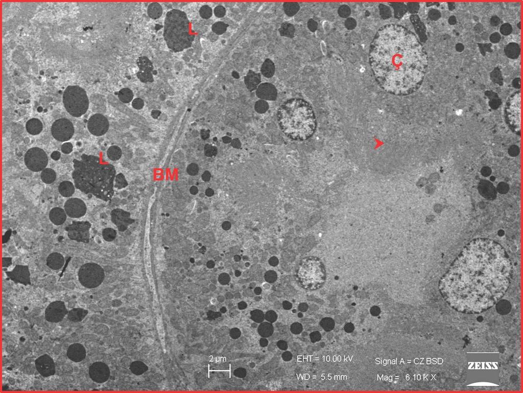 78 Resim 4.7. Mısır yağı uygulanan grupta, böbrek tübülünün büyük büyültmeli geçirgen elekton mikroskop resminde fırçamsı kenar