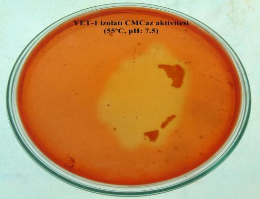 Rölatif Aktivite (%) Ç.Ü Fen ve Mühendislik Bilimleri Dergisi Yıl:2012 Cilt:27-5 Adana da yer elması yetiştirilen topraklardan alınan örneklerden Bacillus sp.