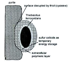 Şekil 5 de verilen mekanizmalarda; MS: Sülfürlü mineral; M 2+ : metal iyonu; S 2 O 3 2- : tiyosülfat; S n 2- : polisülfit; S 8 : elementel sülfür; Af, At, Lf: Acidithiobacillus ferrooxidans,
