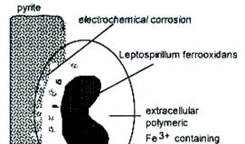 gerçekleştirilmesi mümkün enzimatik tepkimeler ifade edilmektedir (Sand vd., 2001).