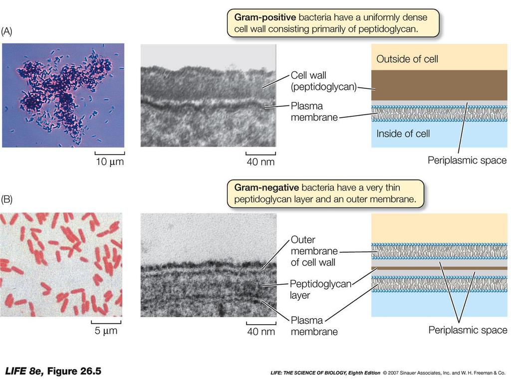 Gram boyaması ve bakteri hücre duvarı Gram-pozitif bakterilerde çoğunluğu peptidoglikandan oluşan yoğun bir hücre duvarı vardır Hücre duvarı Hücre dışı Peptidoglikan Hücre zarı