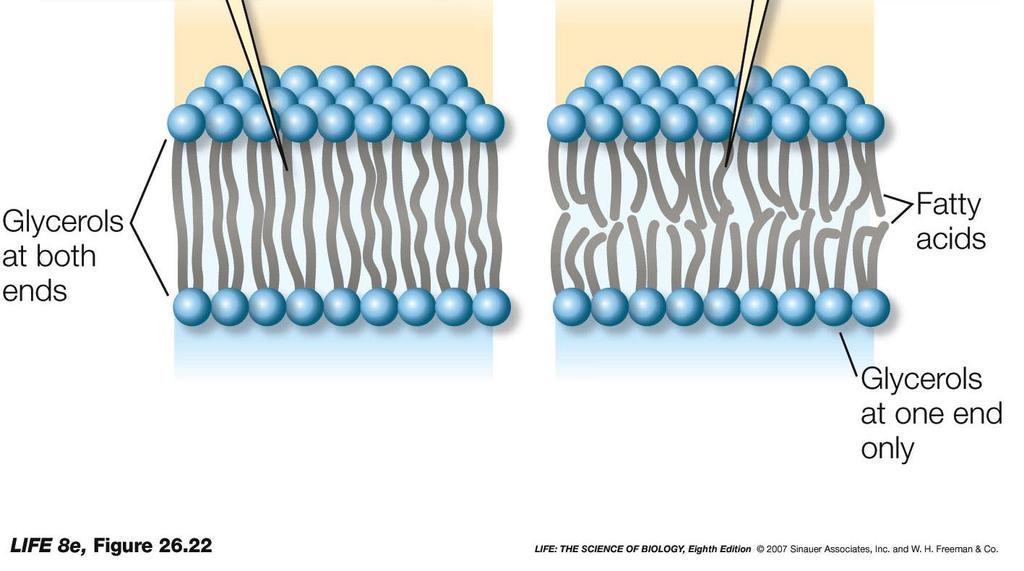 Figure 26.22 Membrane Architecture in Archaea Bazı arkelerde tek katmanlı zar da bulunur.