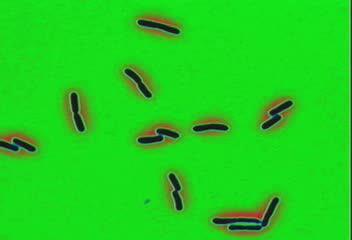 26.6 How Do Prokaryotes Affect Their Environments?