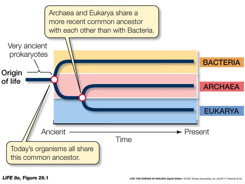 Arkeler ve ökaryotlar, bakterilere göre daha yakın bir ortak ata paylaşır Çok eski prokaryotlar Yaşamın