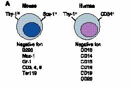 (CD117) BCRP Thy1+, AC133+, HLA-DR- Lin- CD33-