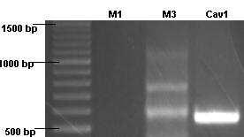23 3.2. HEK-293 hücrelerindeki Endojen M3 Reseptörlerinin La 3+ ile Etkileşmesi Hücre içi Ca 2+ sinyalinde inhibitör etkisini gözlemlediğimiz La 3+ un, bir diğer G q/ kenetli reseptör olan M 3