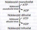 Nükleozid monofosfatların nükleozid difosfat ve nükleozid trifosfatlara dönüşümü Nükleozid monofosfat kinazlar, nükleozid monofosfatları nükleozid difosfatlara dönüştürür.