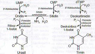 Pirimidin nükleotidleri, 5 -nükleotidaz etkisiyle defosforile olarak nükleozidlere dönüşürler.