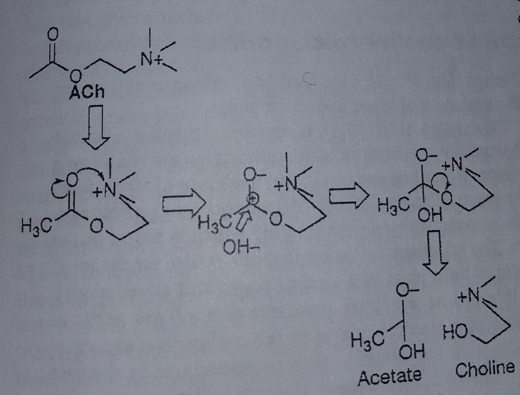 Asetilkolinin dayanıksızlığı Asetilkolin, hem nikotinik hemde muskarinik aktiviteye sahiptir.