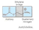 Asetilkolin: Yapı, SAR (Yapı-Etki İlişkileri) ve Reseptöre