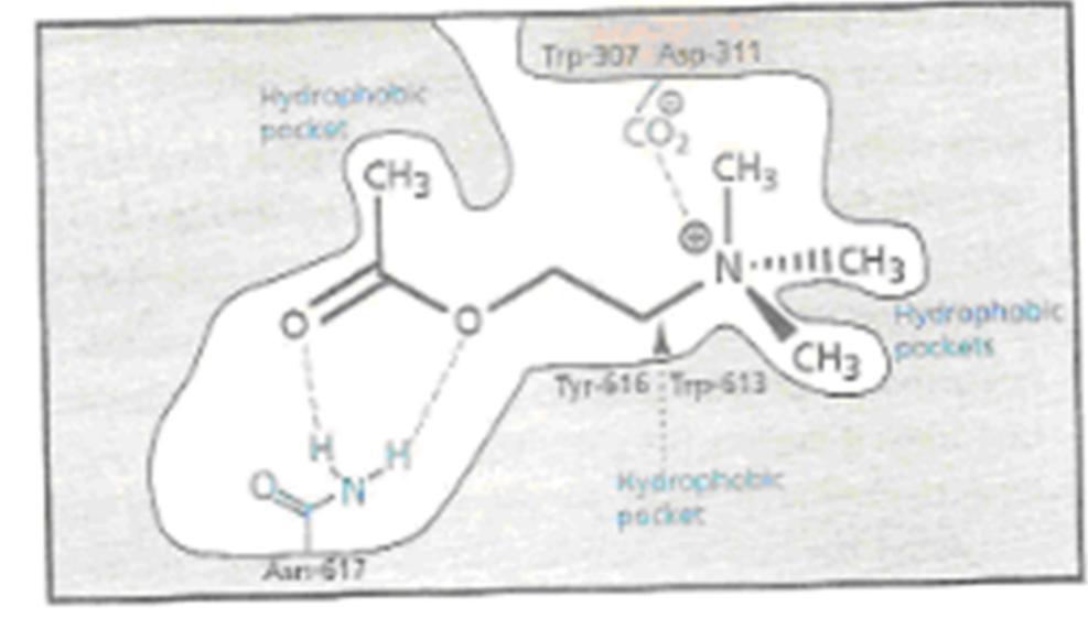 Asetilkolin: Yapı, SAR ve Reseptöre bağlanma SAR için uygulanacak kurallar; - Amonyum grubu - Ester grubu (Ester fonksiyonlu grubunun büyüklüğü arttırılmamalı.