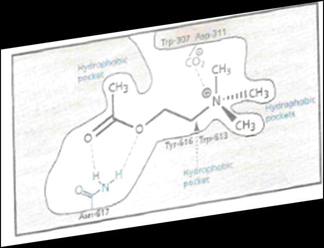 Asetilkolin: Yapı, SAR ve Reseptöre bağlanma SAR için uygulanacak kurallar; - Asetilkolin in halkalı analogları (ACh oldukça