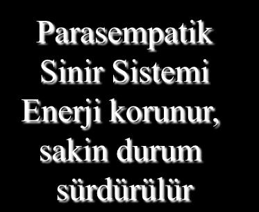 Sinir Sistemi Merkezi Sinir Sistemi Bilgileri işler, yorumlar ve depolar, kaslara ve organlara emirler gönderir Periferik Sinir Sistemi MSS e ve giren ve çıkan bilgileri taşır Beyin Omurilik Somatik