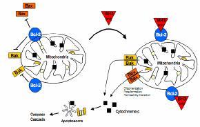 Özellikle antiapoptotik genler içinde yer alan Bcl-xL in mitokondriyal hasarı engelleyerek mitokondriyi koruduğu ileri sürülmektedir. Bu sayede apopitoz engellenebilmektedir (25).