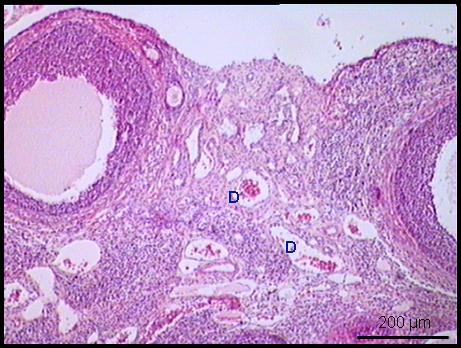 Resim 8: EMA grubuna ait ovaryum kesiti İnterstisyel doku içindeki damarlarda dilatasyon